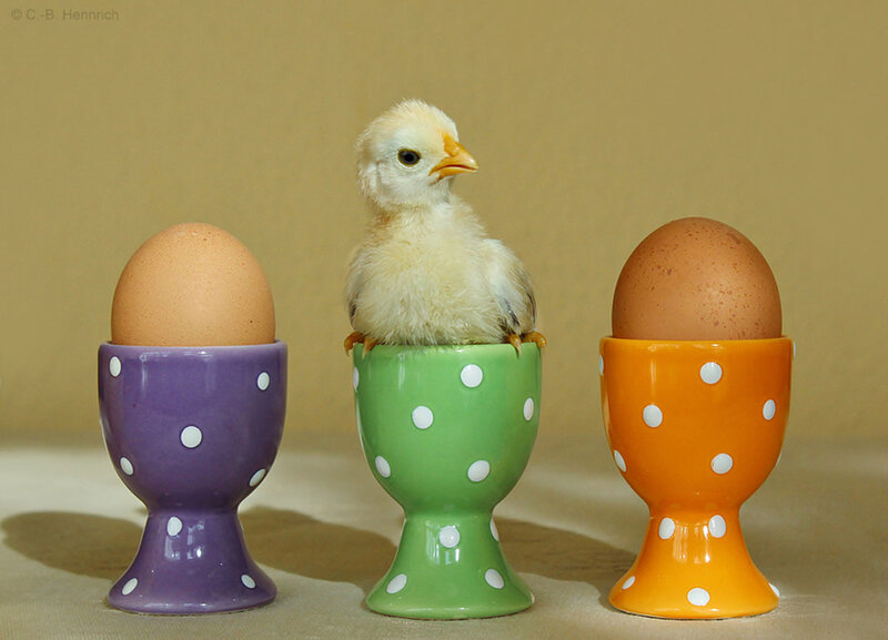 Chick in Egg Cup