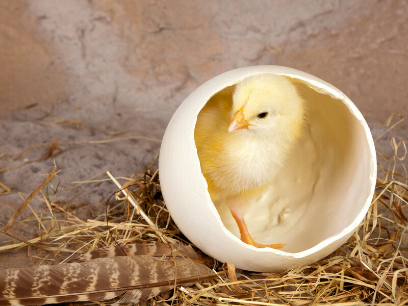 Chick in Eggshell
