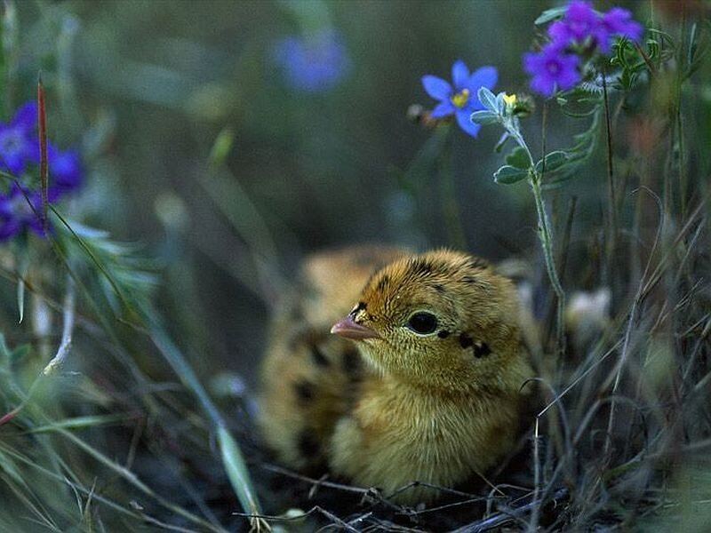 Chick in Grass