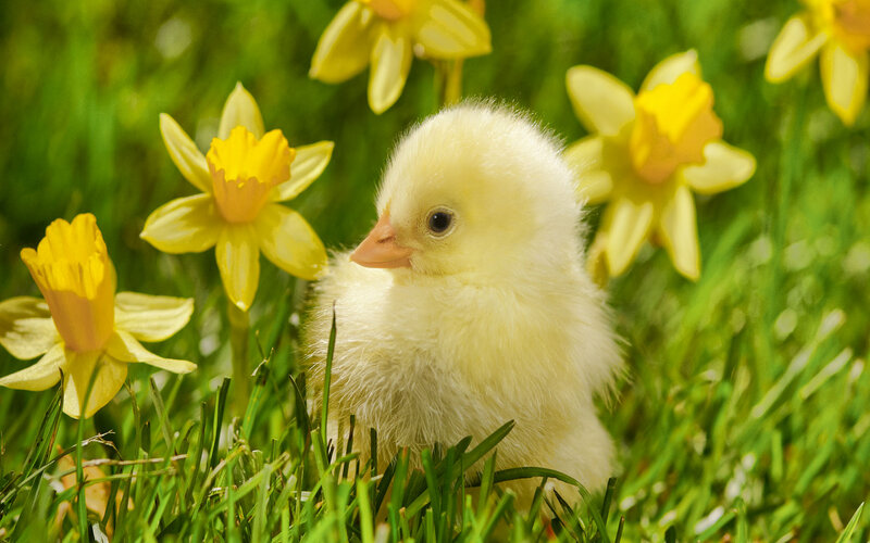 Chick in Grass — Yellow, Serene