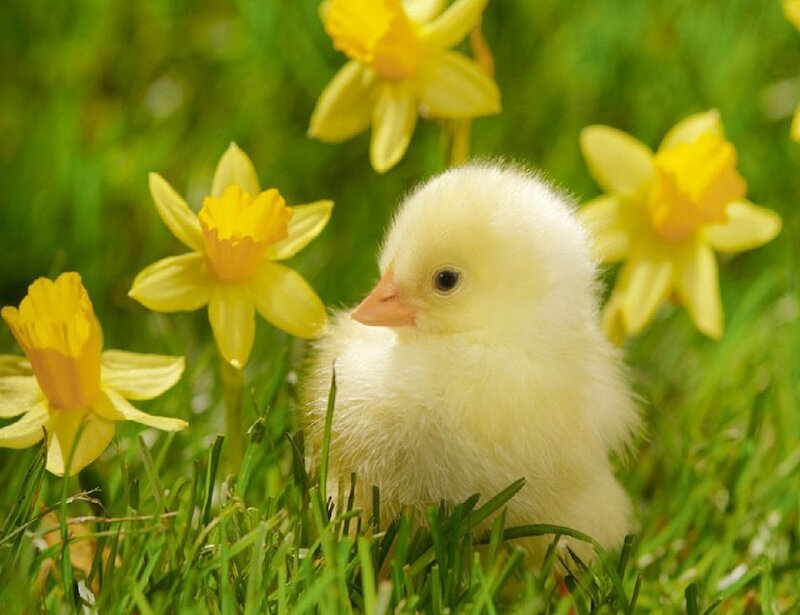 Chick in Grass — Yellow