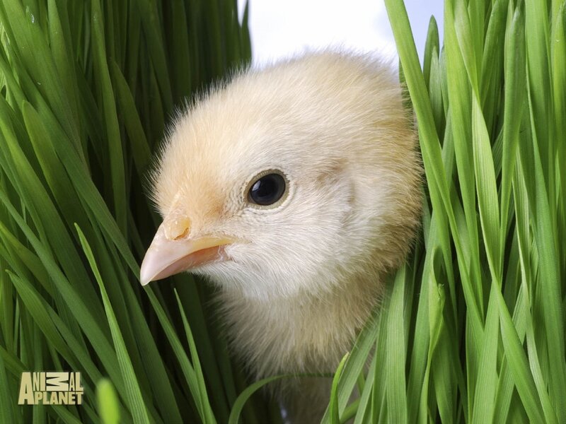 chick in green grass