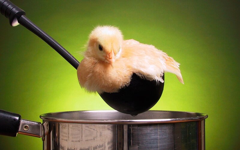 Chick in Ladle — Green