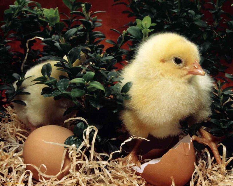 Chick in Nest