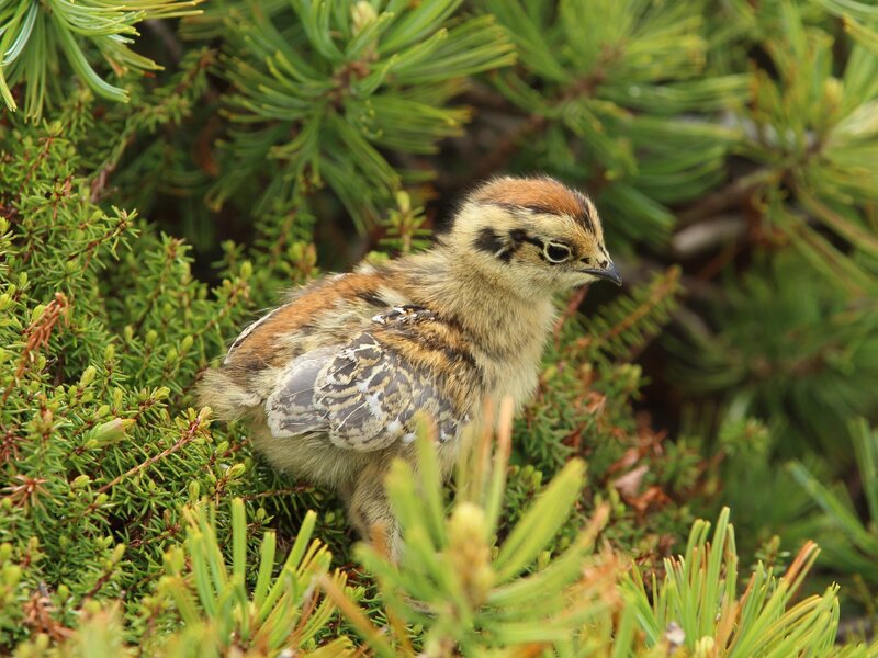Chick in Pine Needles — Green, Natural, Morning