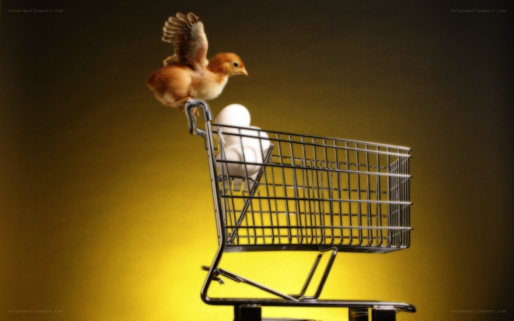 chick in shopping cart