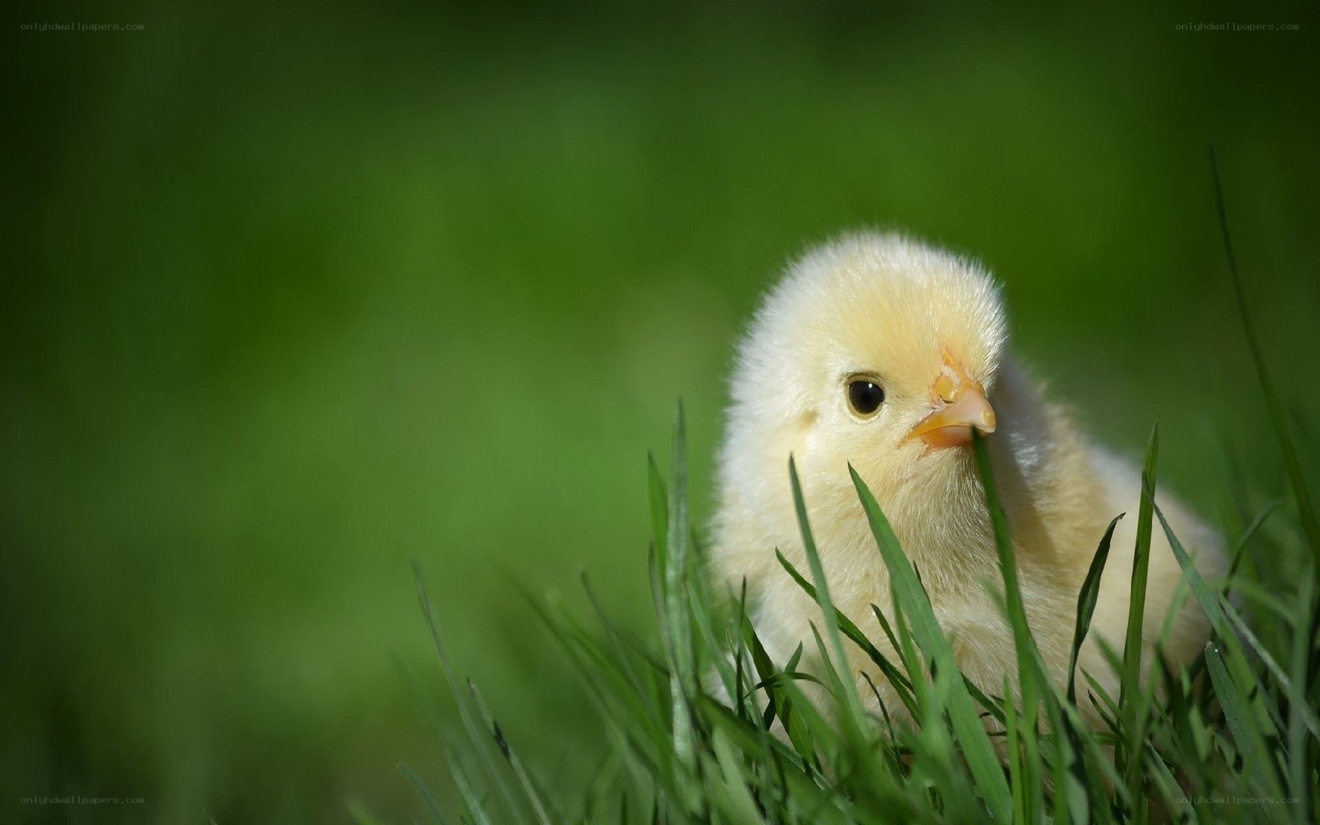 chick in the grass
