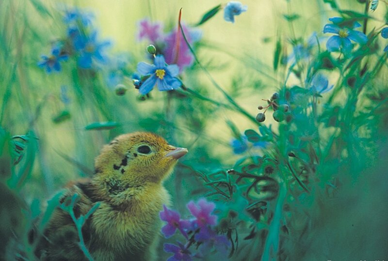 chick in wildflowers