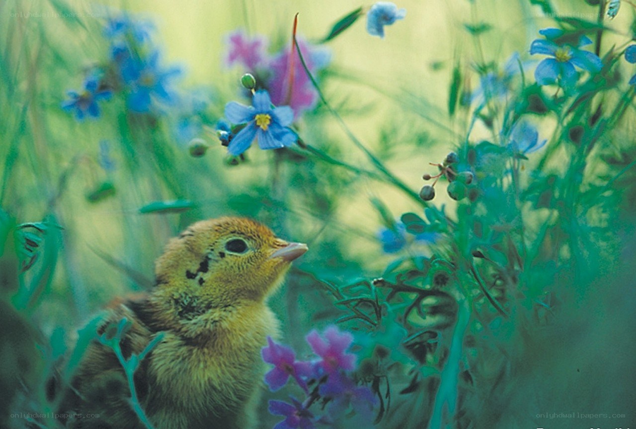 chick in wildflowers
