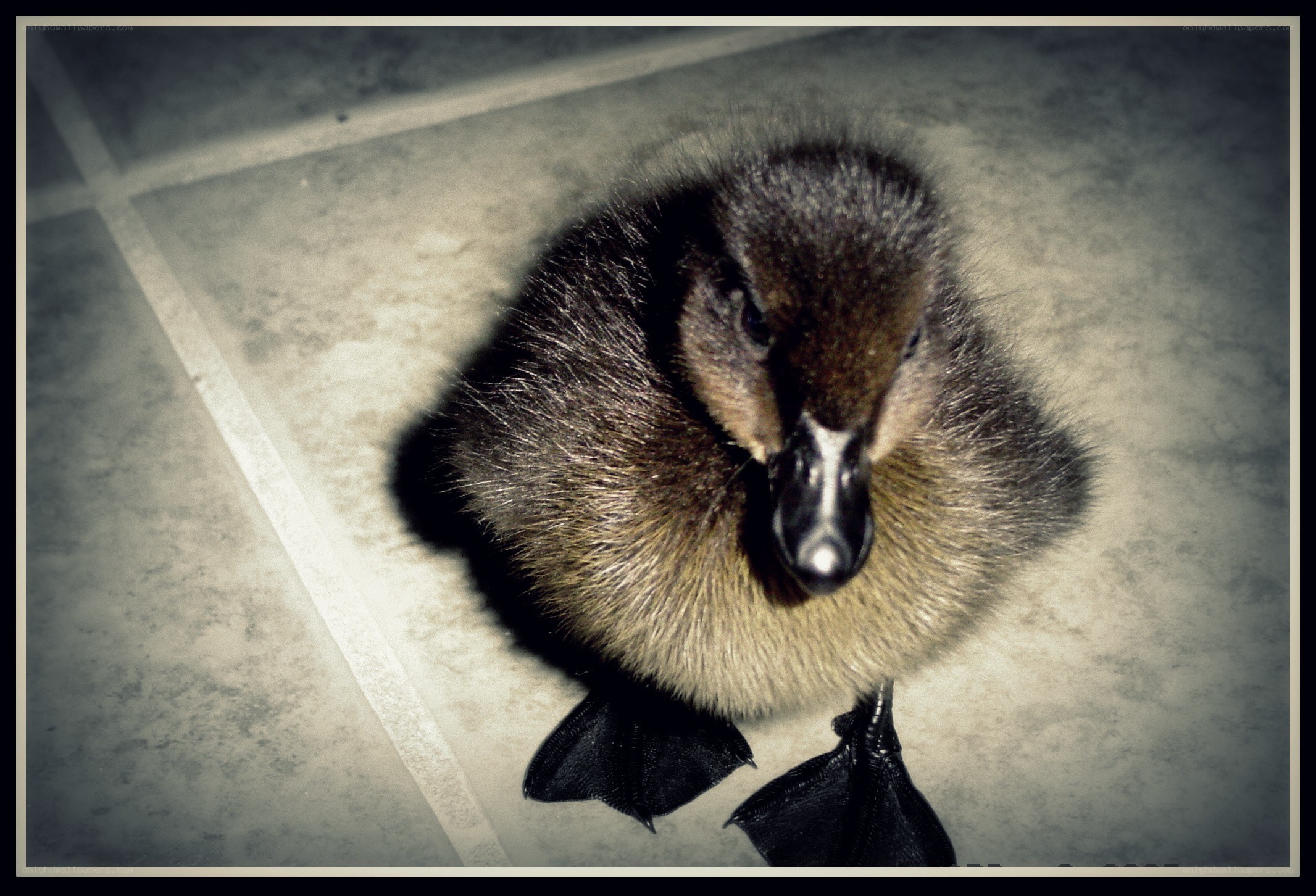 chick looking up at camera
