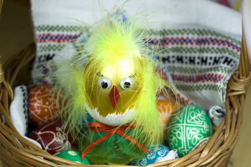 Chick Made from Egg