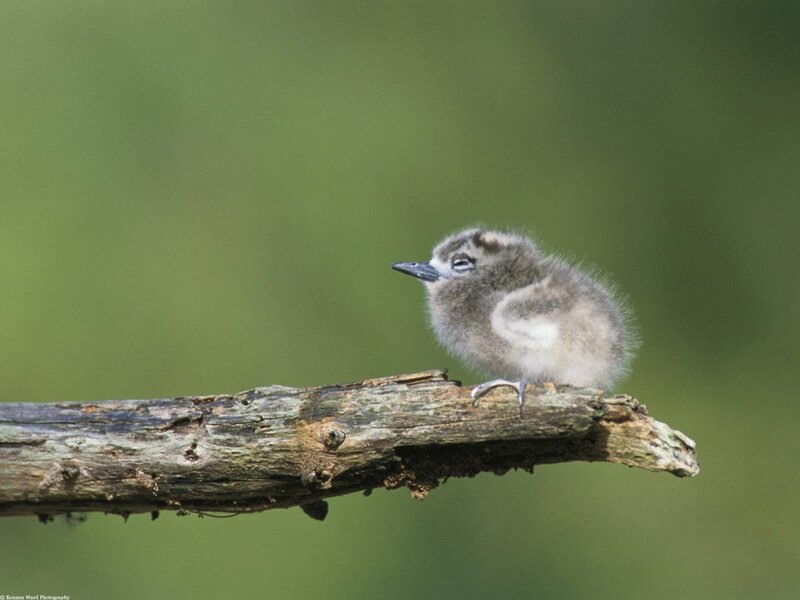 chick on a branch