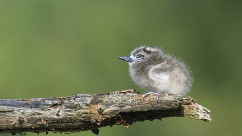 chick on a branch