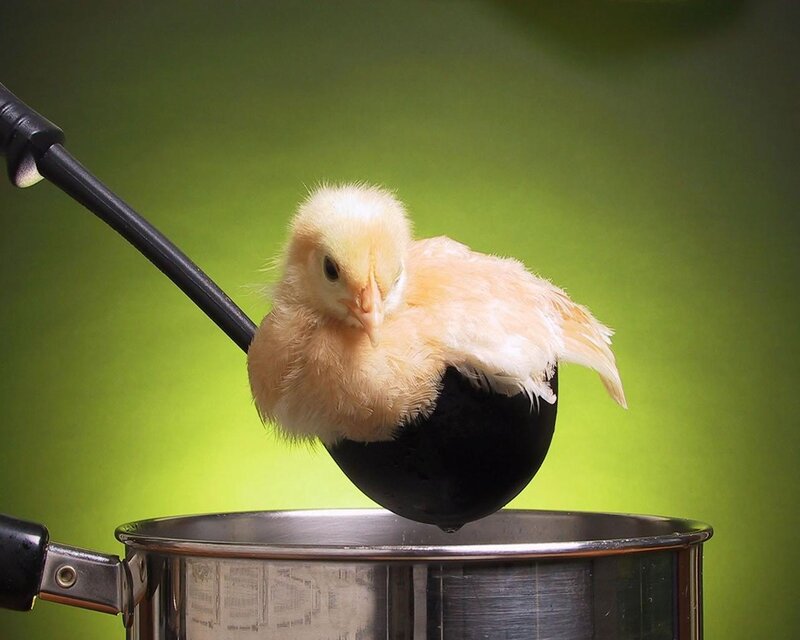 chick on a ladle