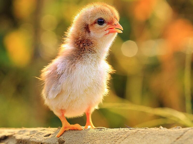 Chick on a Log