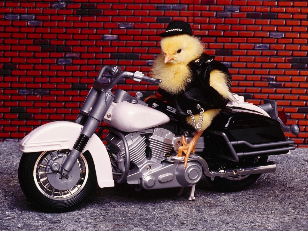 chick on a motorcycle