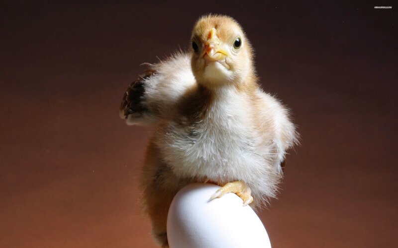 chick on an egg