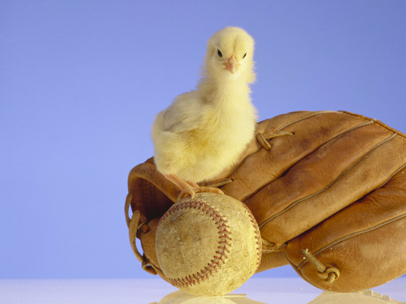 Chick on Baseball Glove