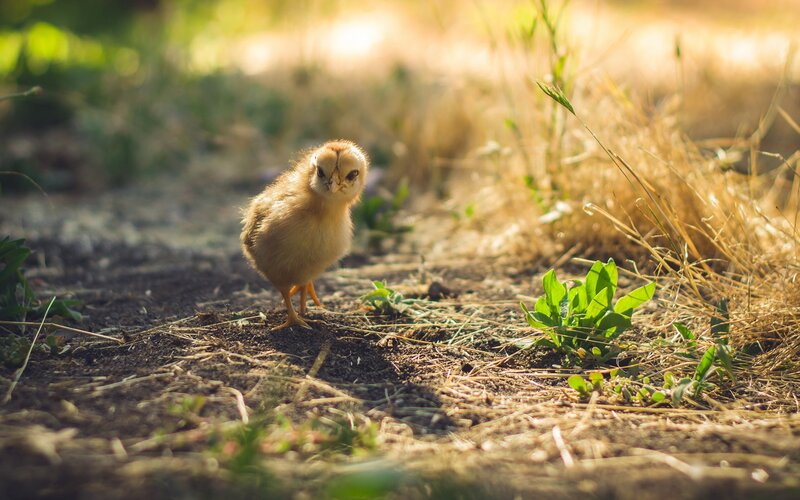 Chick on Dirt Path