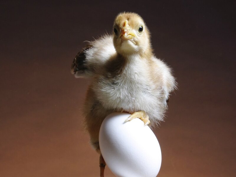Chick on Egg
