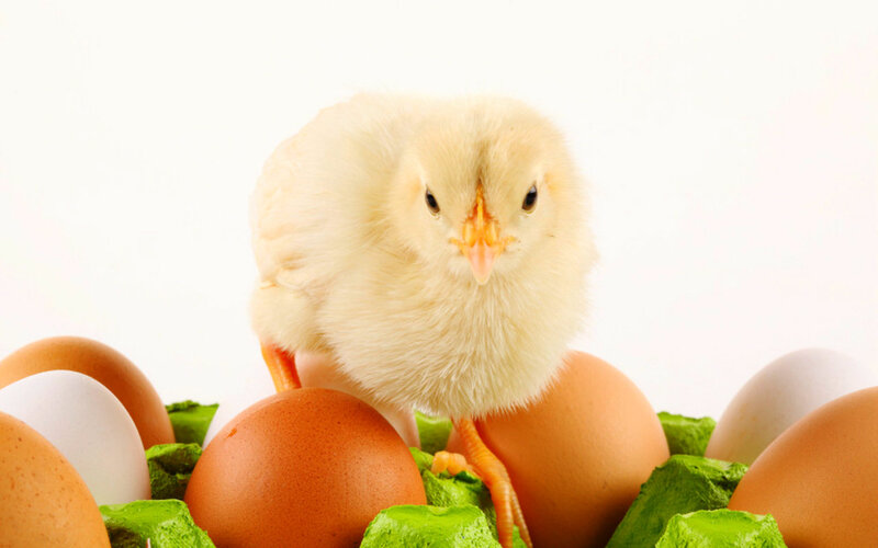 Chick on Eggs