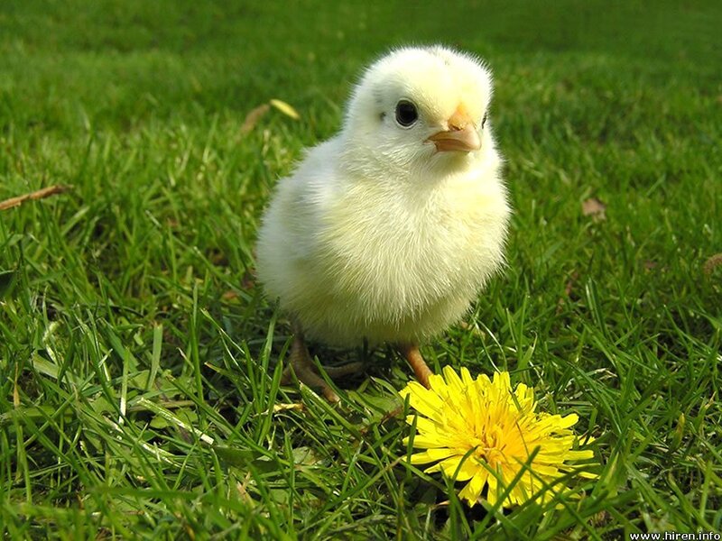 chick on grass with dandelion
