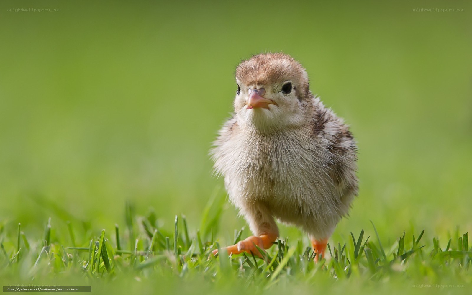 chick on green grass