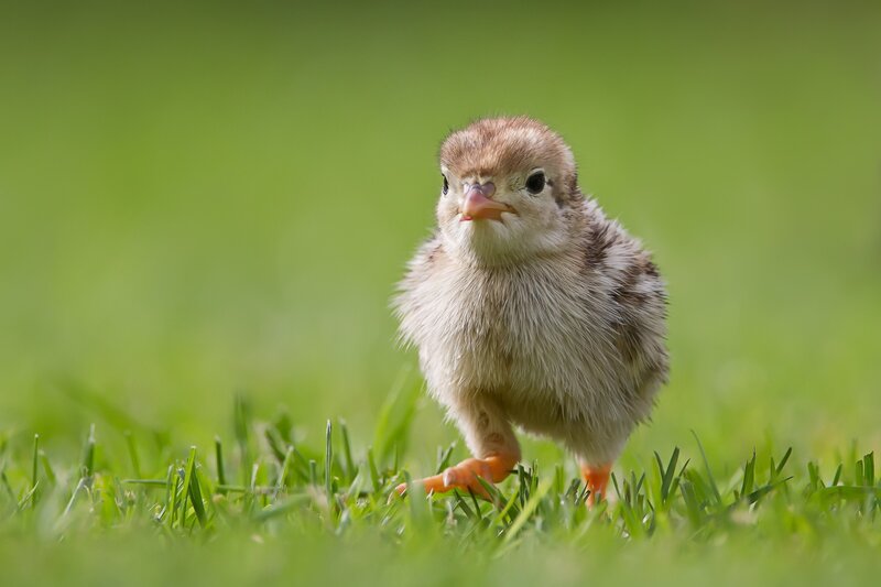 chick on green grass