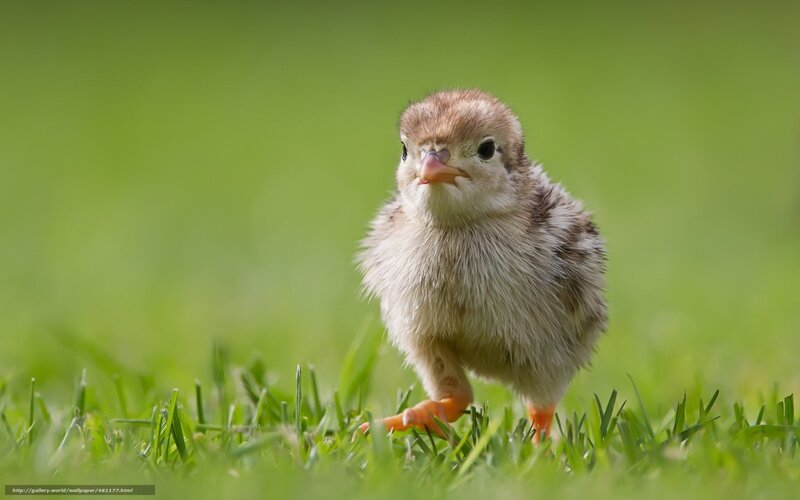 Chick on Green Grass — Calm, Morning