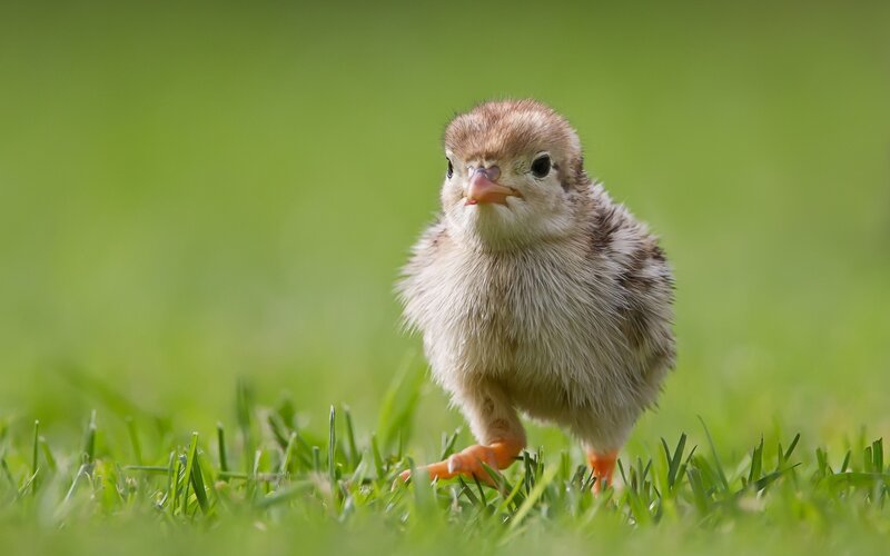 chick on green grass