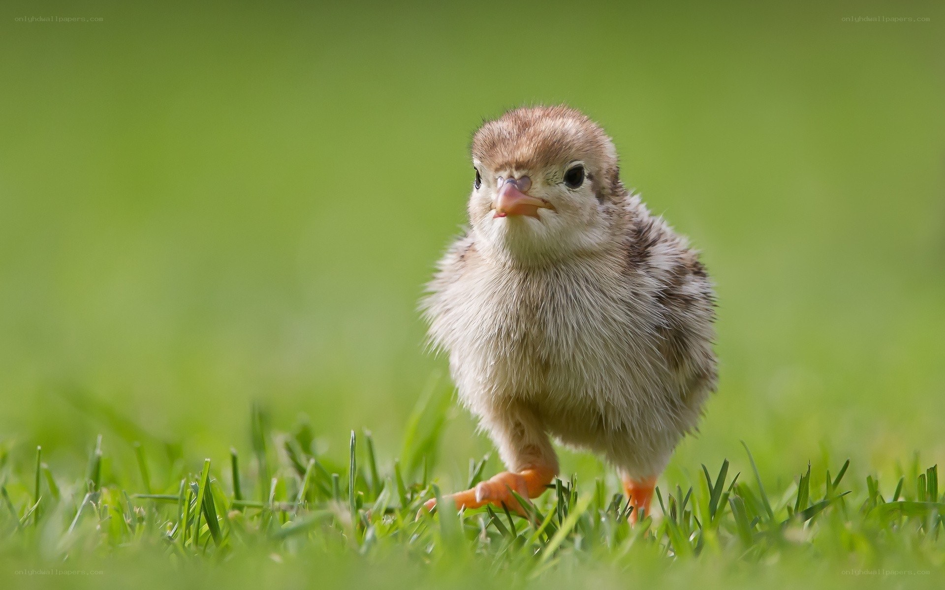 chick on green grass