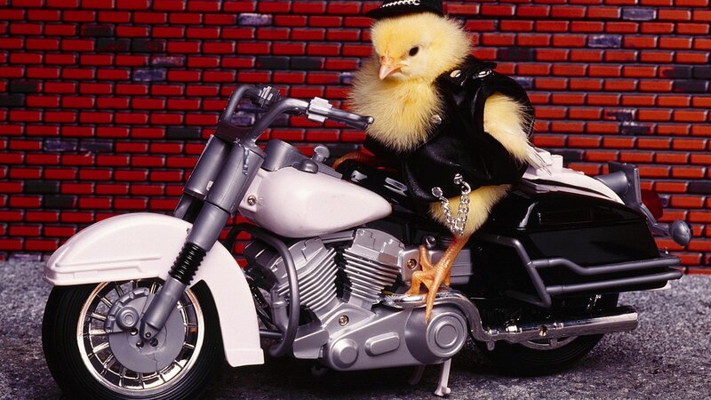 Chick on Motorcycle — Yellow, Playful