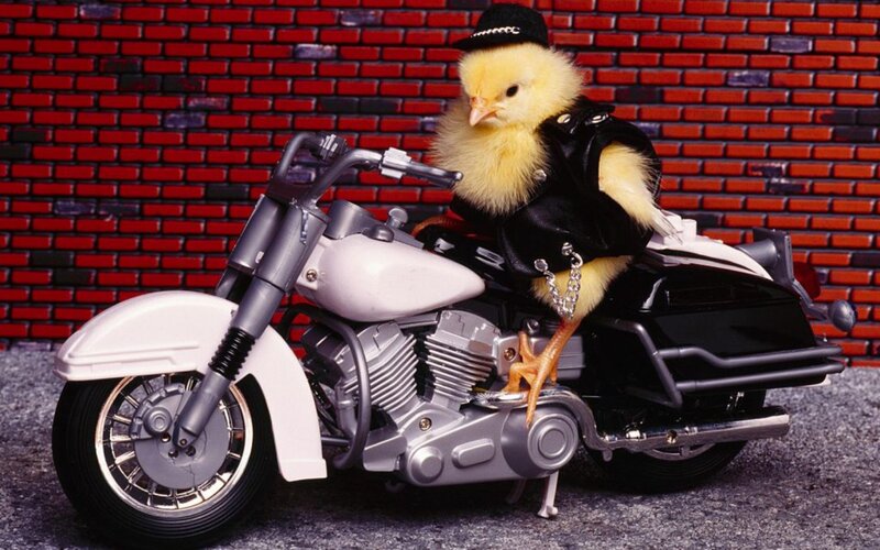 Chick on Motorcycle — Yellow