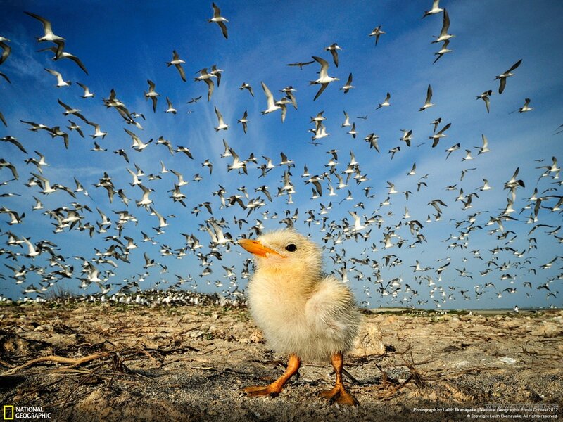 Chick on Sandy Ground