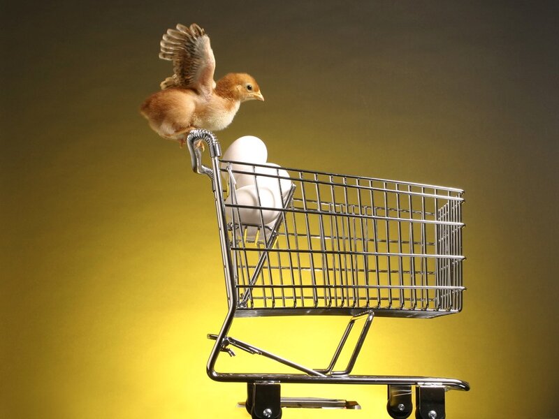 Chick on Shopping Cart