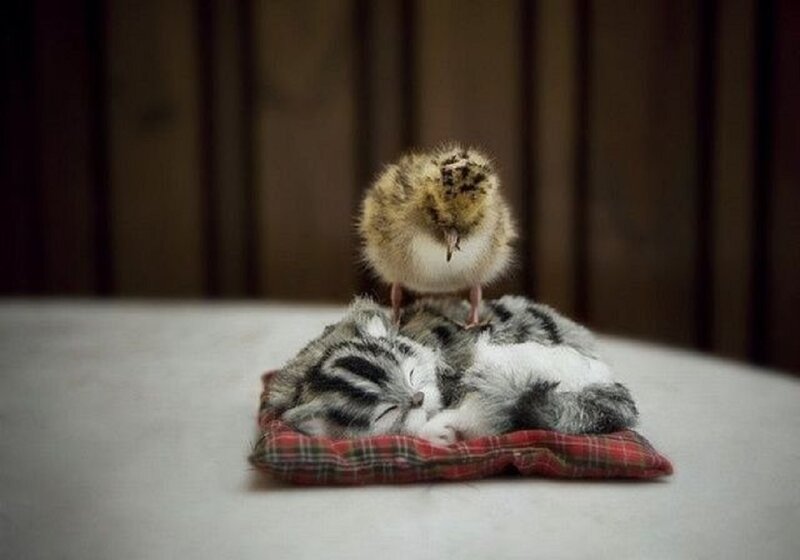 Chick on Sleeping Kitten
