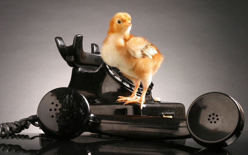 Chick on Telephone