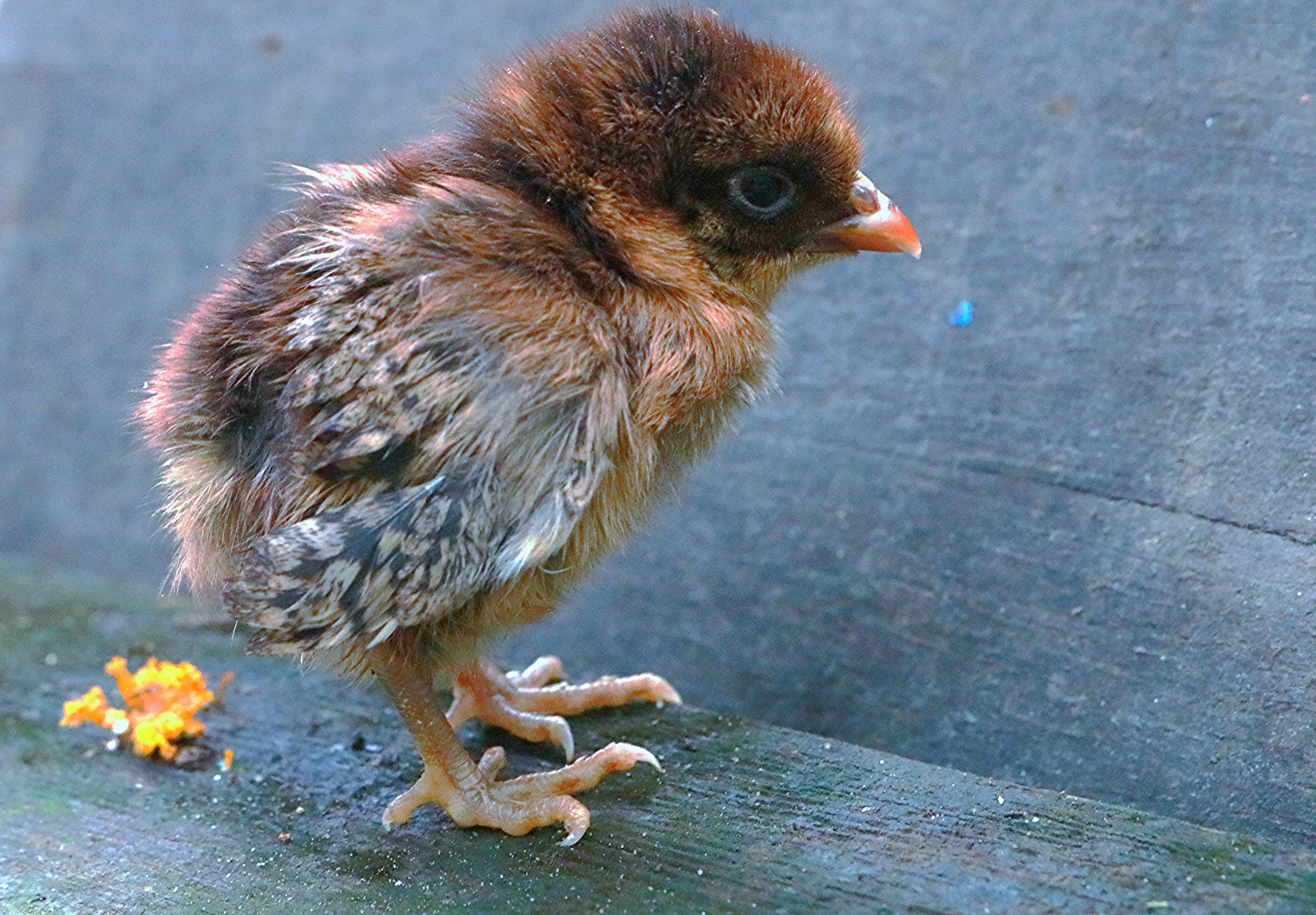 chick on wooden surface