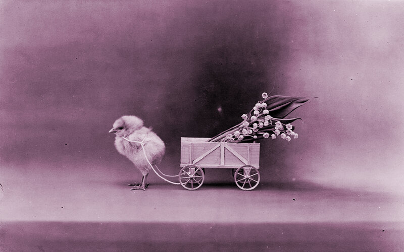 Chick Pulling a Cart — Purple