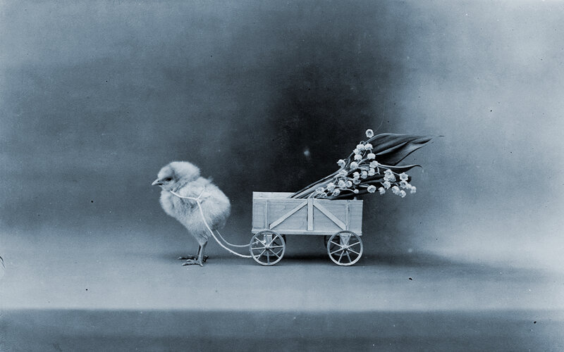 Chick Pulling a Cart