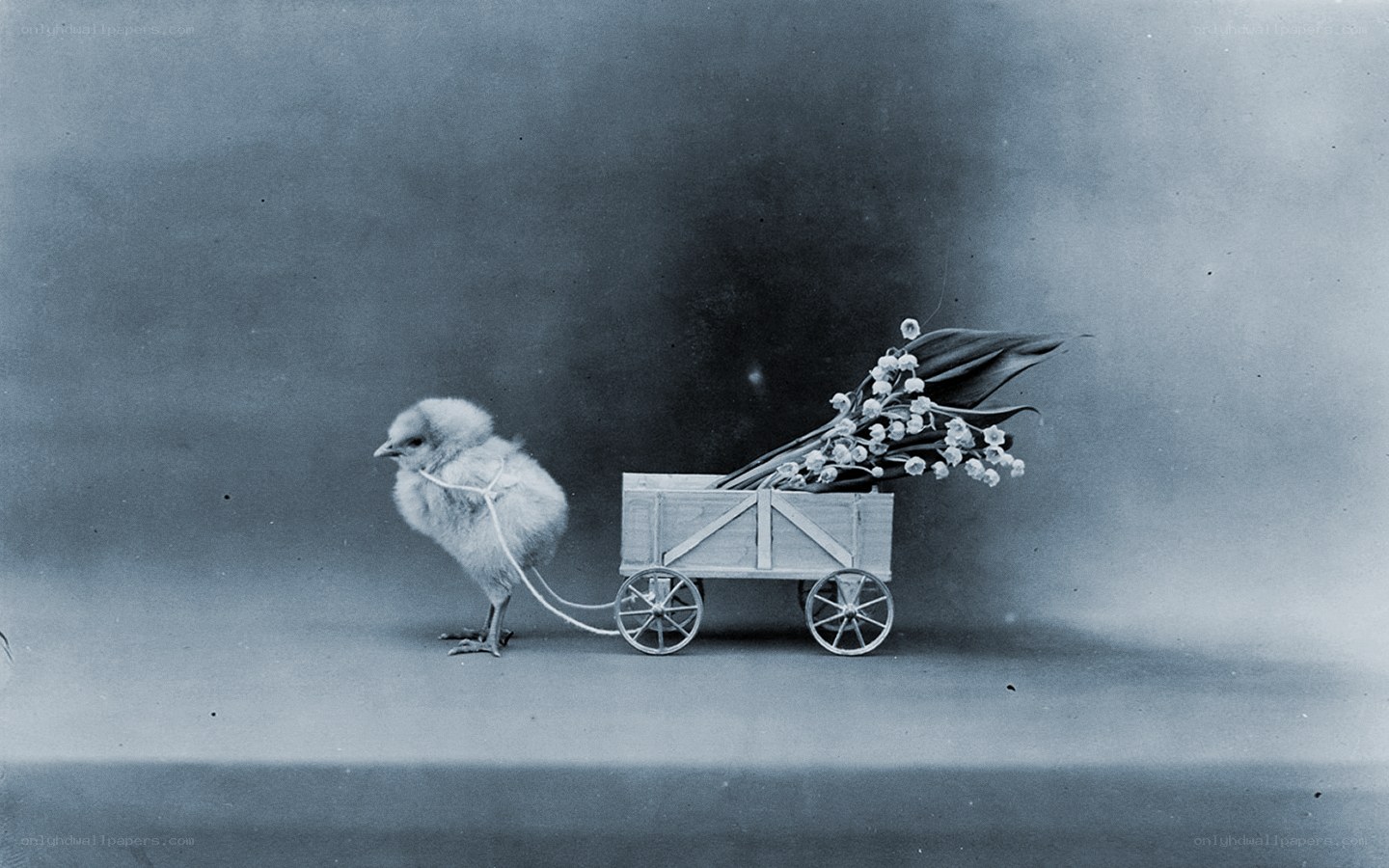 chick pulling a flower cart