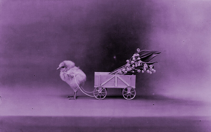 chick pulling a flower cart