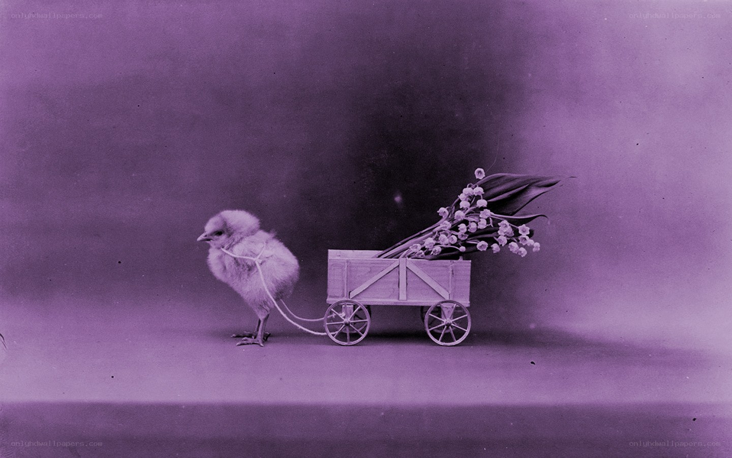 chick pulling a flower cart