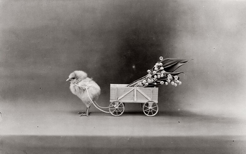 chick pulling a flower cart
