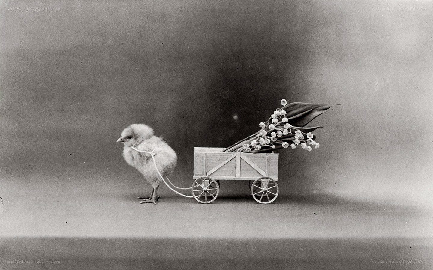 chick pulling a flower cart