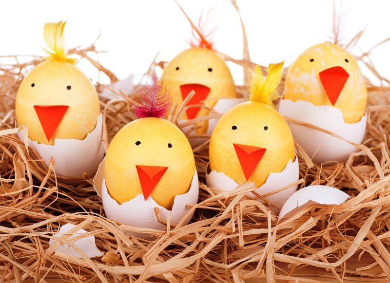 Chick-shaped Eggs in Nest