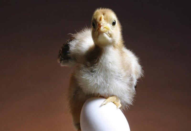 chick standing on egg