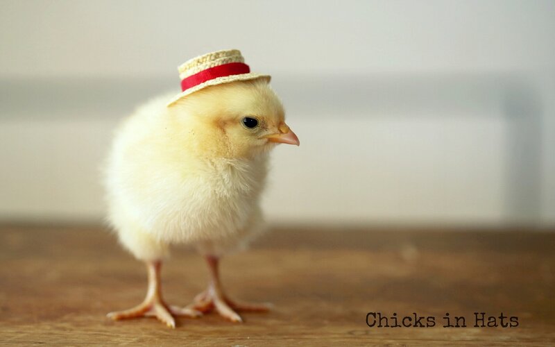 Chick Wearing a Hat