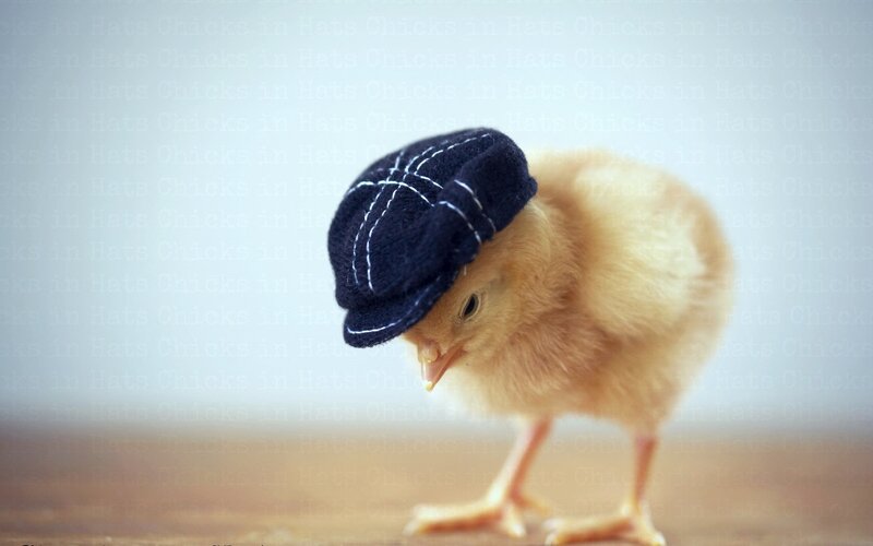 Chick Wearing a Hat — Yellow, Calm