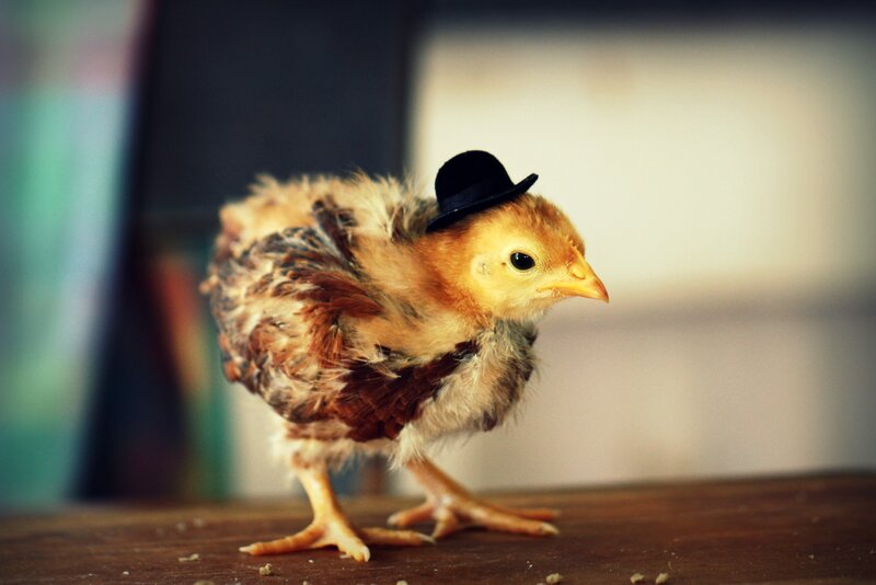 Chick Wearing a Hat — Yellow